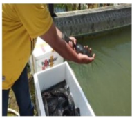Induk Ikan Lele