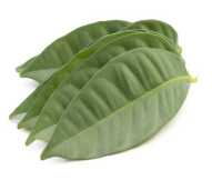 Daun Salam