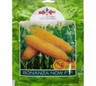 Bibit Jagung Manis